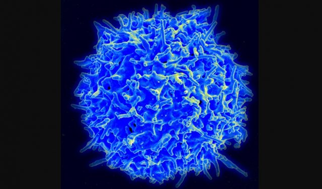 Un estudio muestra que la inmunidad se prolonga al menos ocho meses tras la infección del SARS-CoV-2